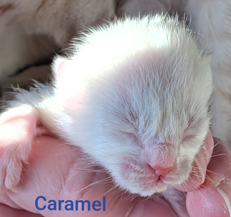 Kitten Face